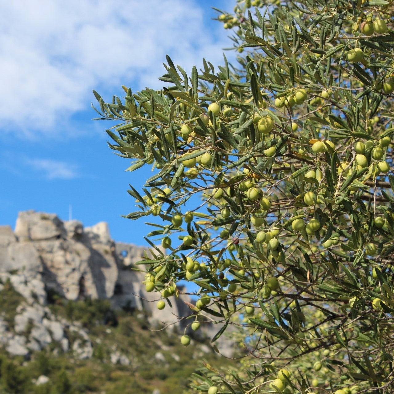 moulin-castelas-producer-portrait-mobile - Céline en Provence
