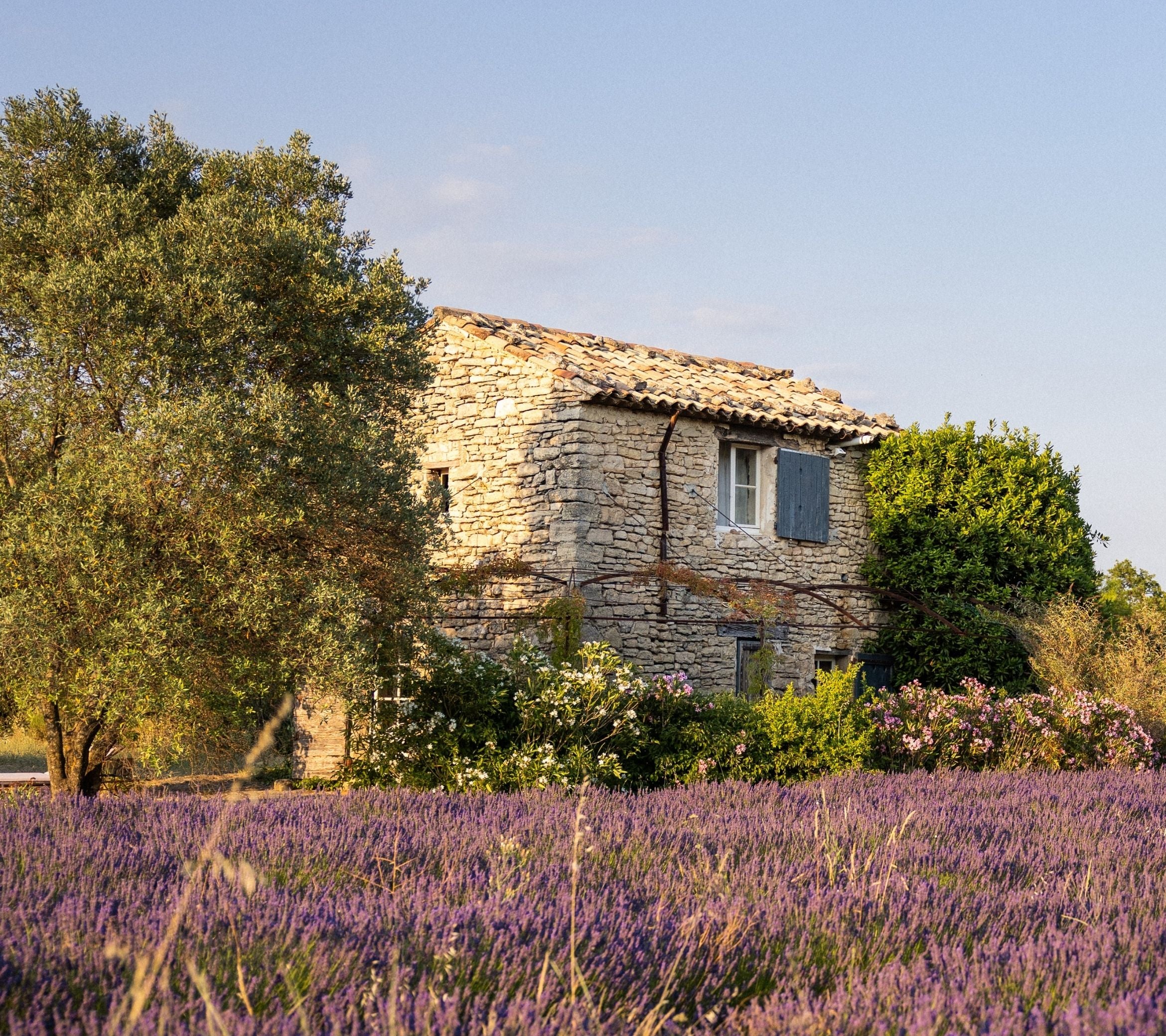 A charming Provençal house nestled in a vibrant lavender field under a sunny sky, symbolizing harmonious collaboration and the beauty of the region.
