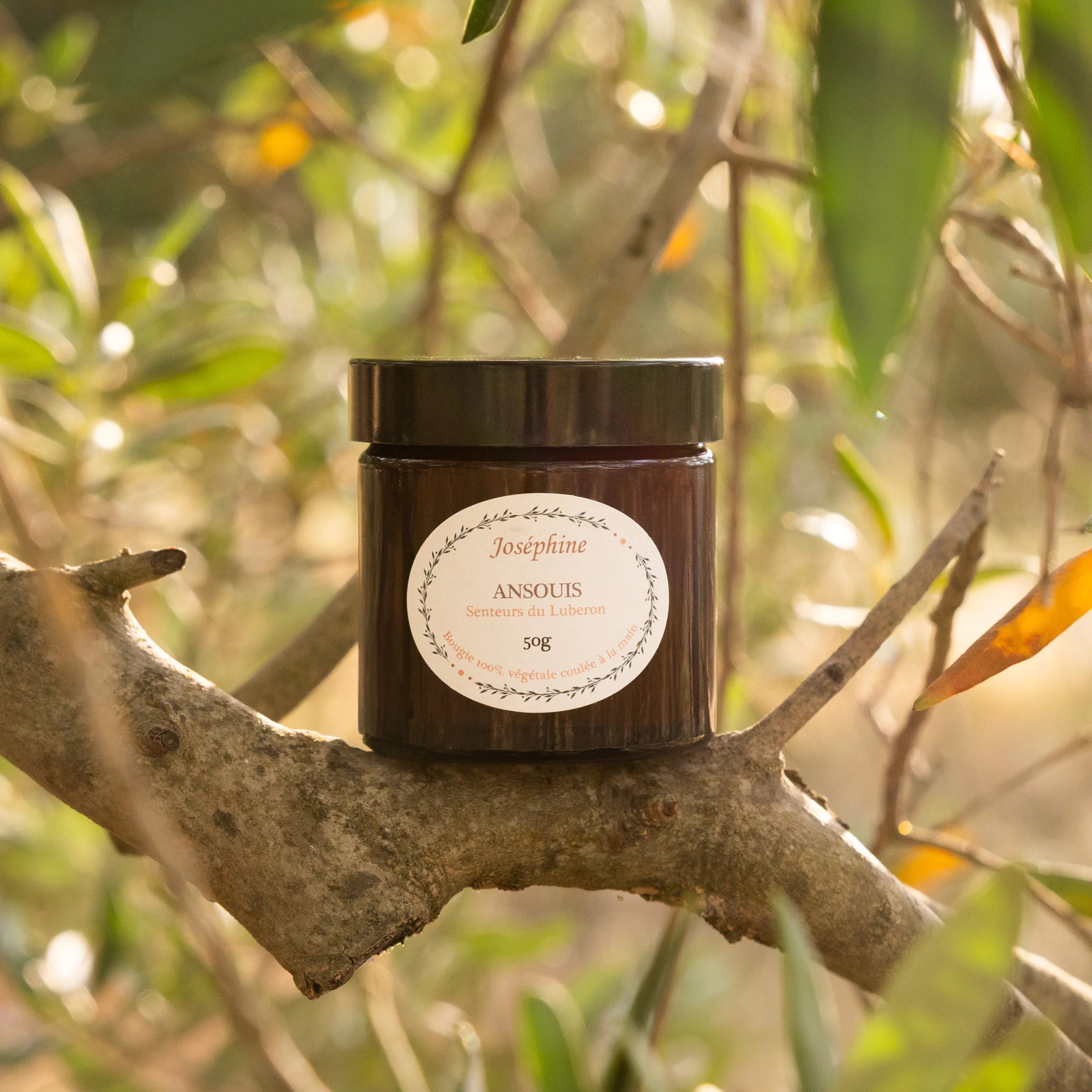 Joséphine Ansouis scented candle 50g with black lid on an olive branch, Senteurs du Luberon, golden light, Provence