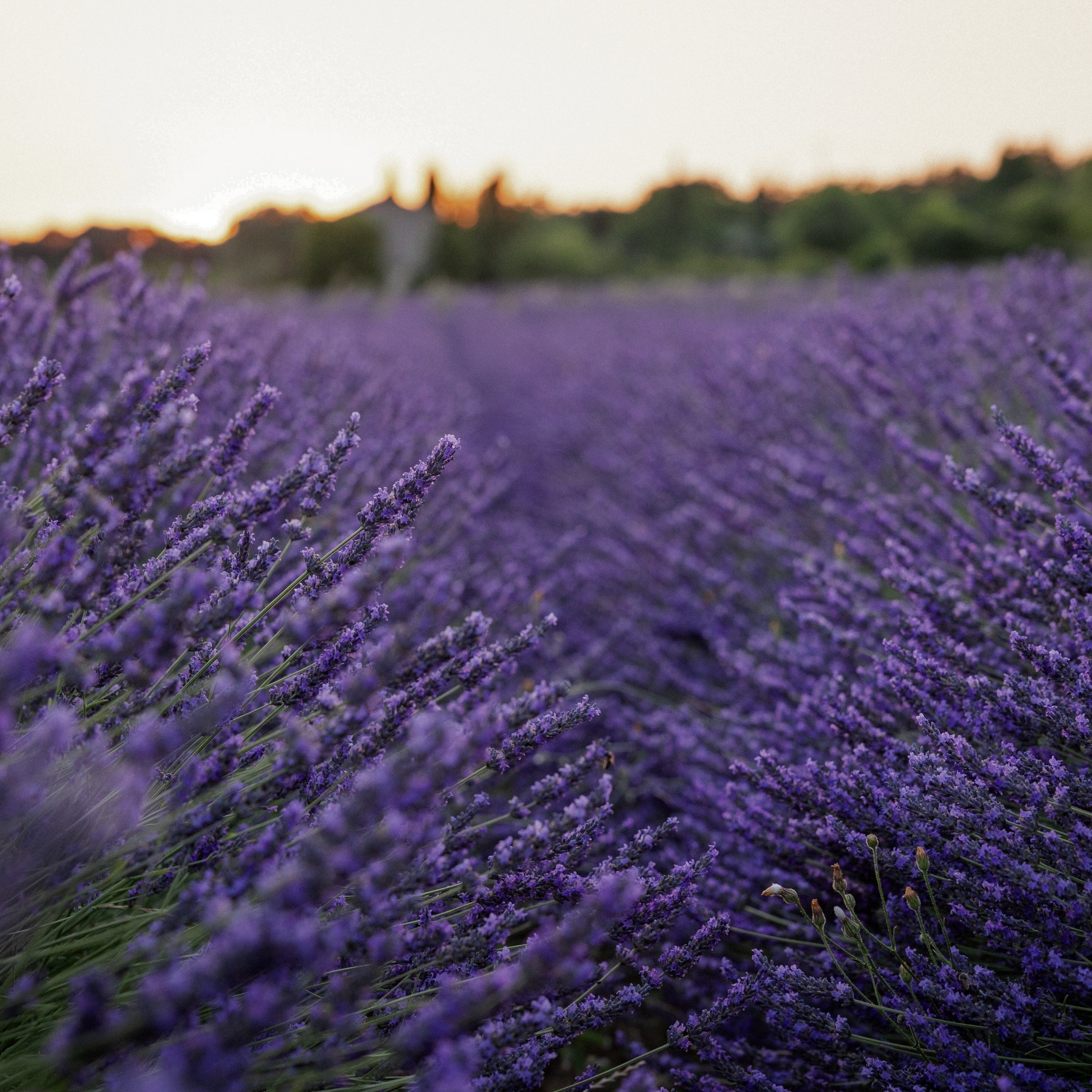 engagement-durable-provence - Céline en Provence