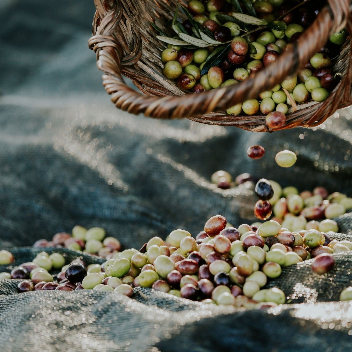 expertise-provence-tradition - Céline en Provence
