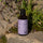 La Provence en Bouteille organic Lavandin Grosso essential oil 50ml bottle on stone wall, Provence