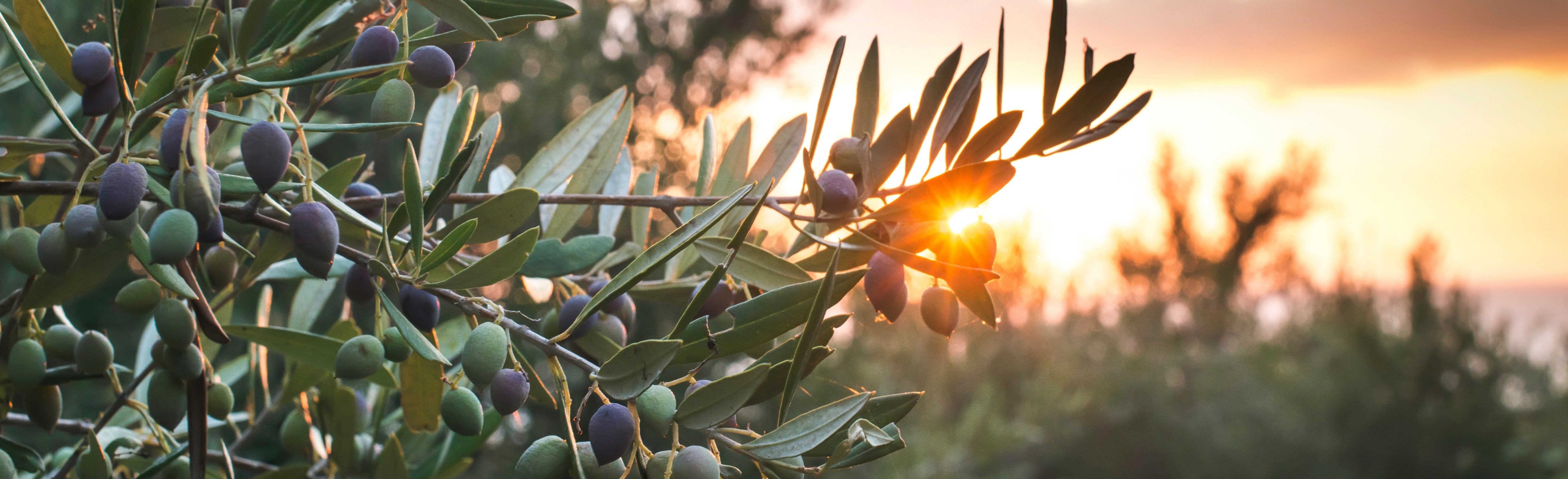 provencal-artisans-banner - Céline en Provence