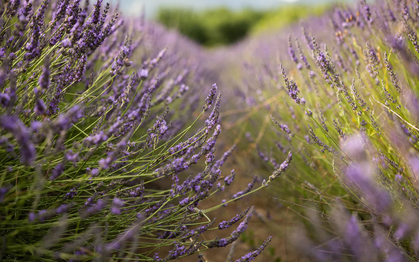 Close-up of purple lavender spikes in full bloom in a Provençal field, summer in Provence

