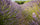 Close-up of purple lavender spikes in full bloom in a Provençal field, summer in Provence