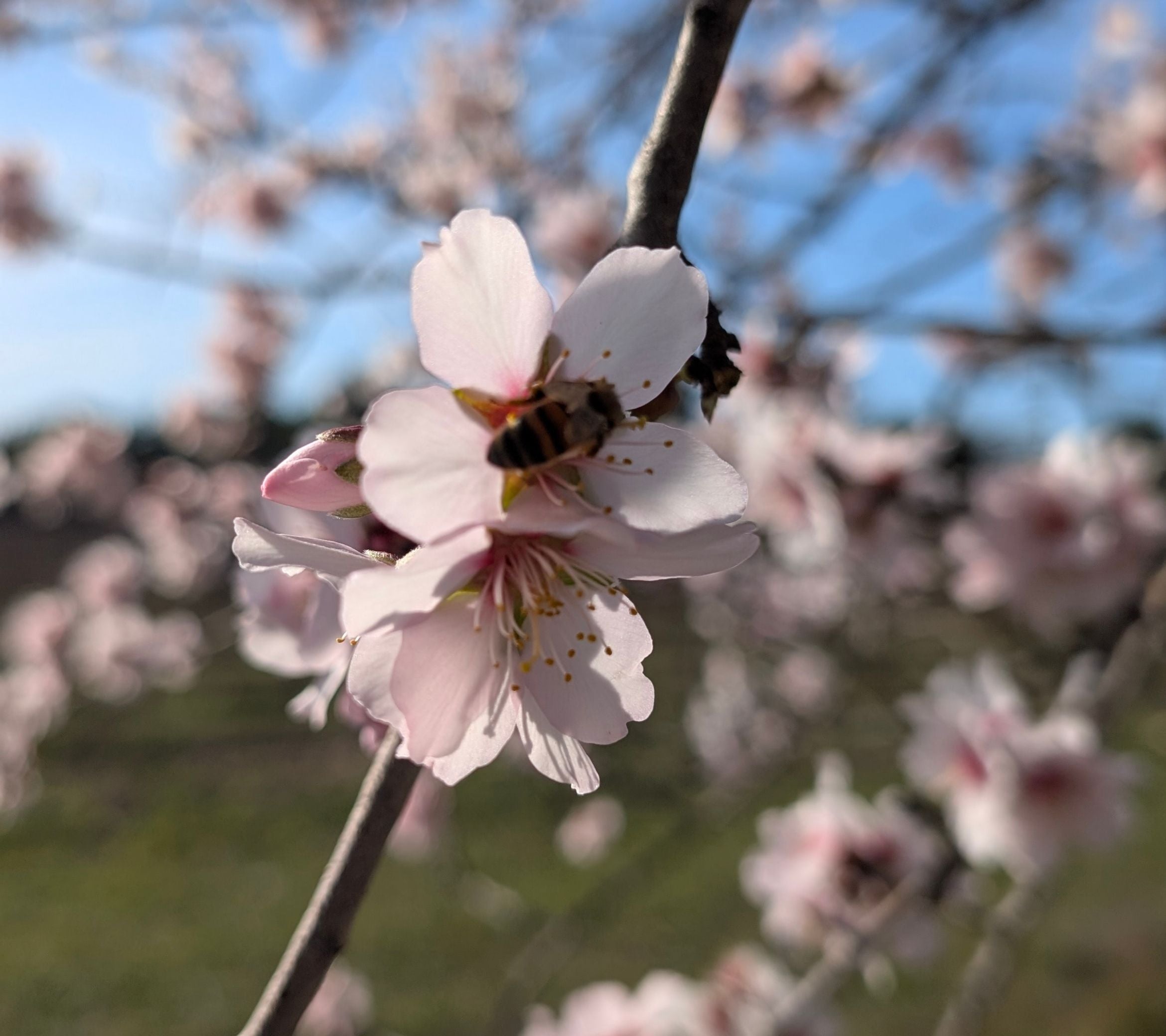 The soft and elegant atmosphere of a blooming almond orchard in the South of France, representing The Almond Orchard collection by Céline en Provence.