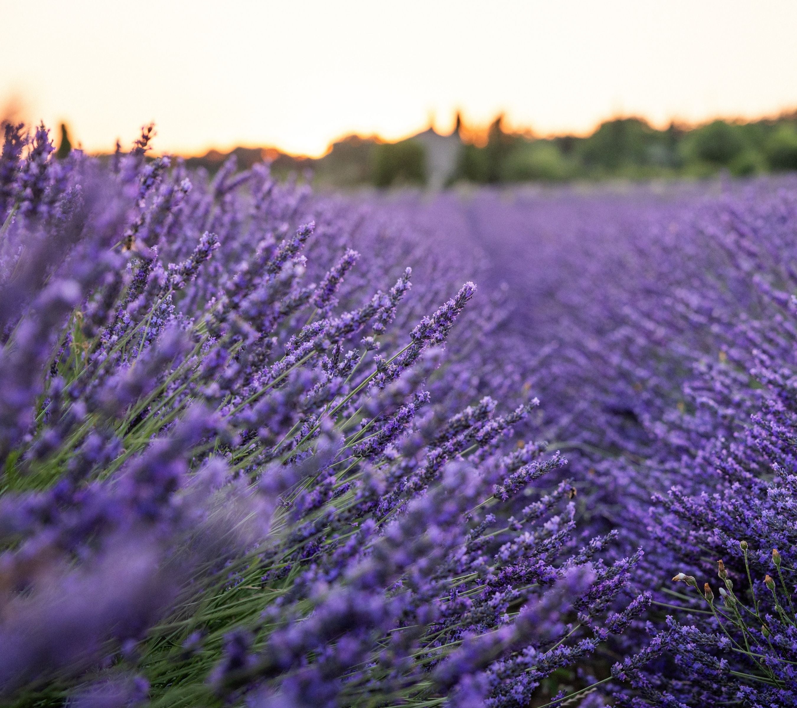 A serene and blooming landscape in the heart of Provence, capturing the essence of The Lavender Field collection by Céline en Provence.