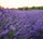 A serene and blooming landscape in the heart of Provence, capturing the essence of The Lavender Field collection by Céline en Provence.