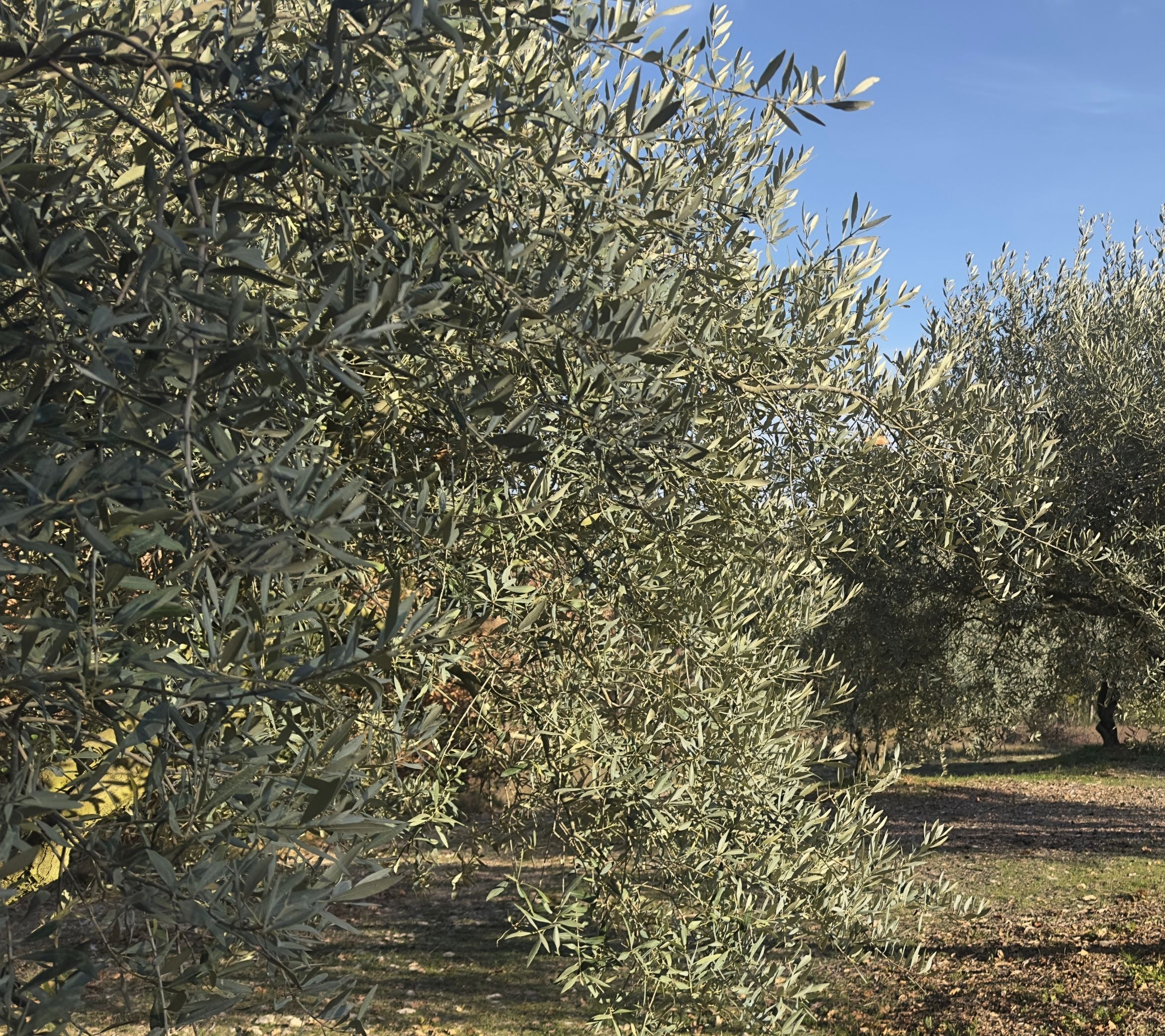 A warm and authentic atmosphere in a Provençal olive grove, representing the heritage of The Olive Grove collection by Céline en Provence.